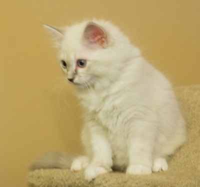 ragdoll kitten